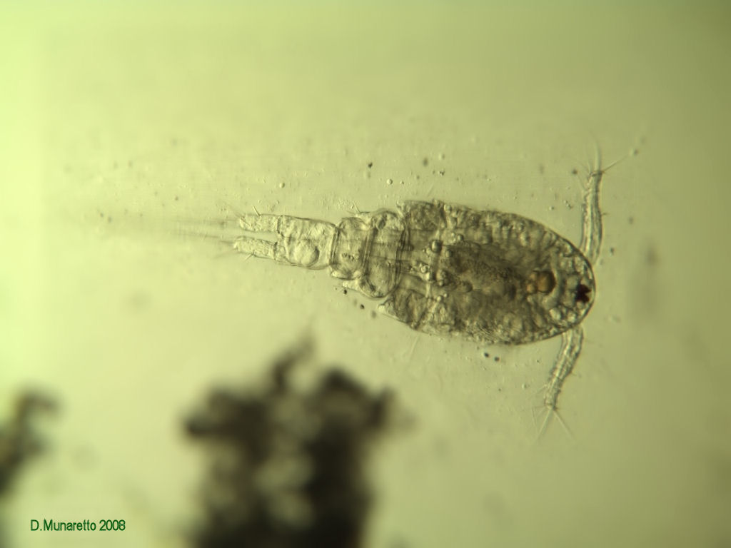 Ancora adulti di COPEPODE...